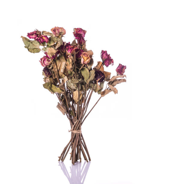 istock Brown dry rose flower with leaf. Studio shot isolated on white 918417706
