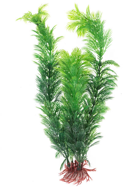 decoration for an aquarium, white isolated background