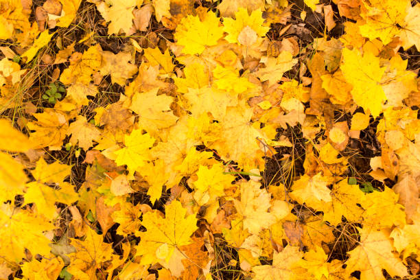 istock Yellow leaves on the ground in autumn 918418498