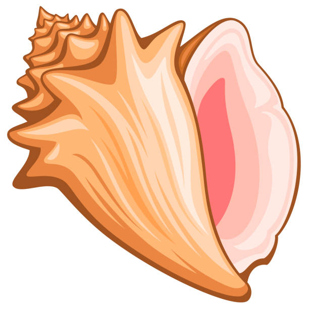 conch - tritonshorn stock-grafiken, -clipart, -cartoons und -symbole