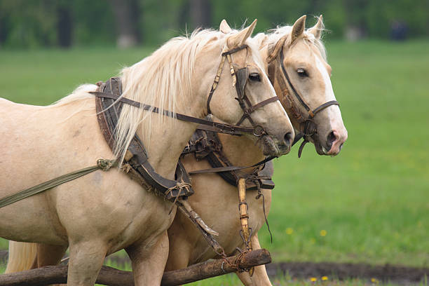 istock pair of hard working horses 91841910