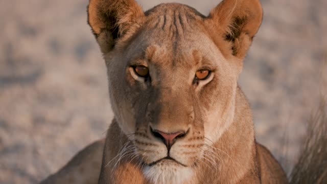 Lioness staring into the camera, Botswana