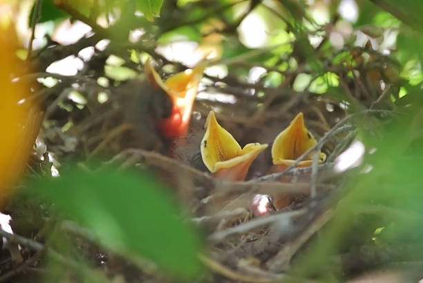 istock baby birds in nest 91842198