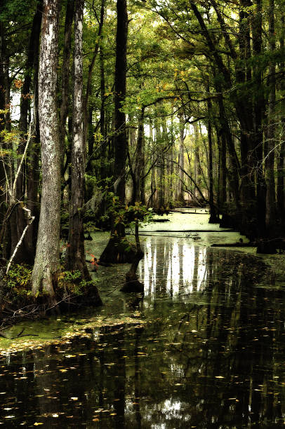istock Shaded North Carolina swamp 91842202