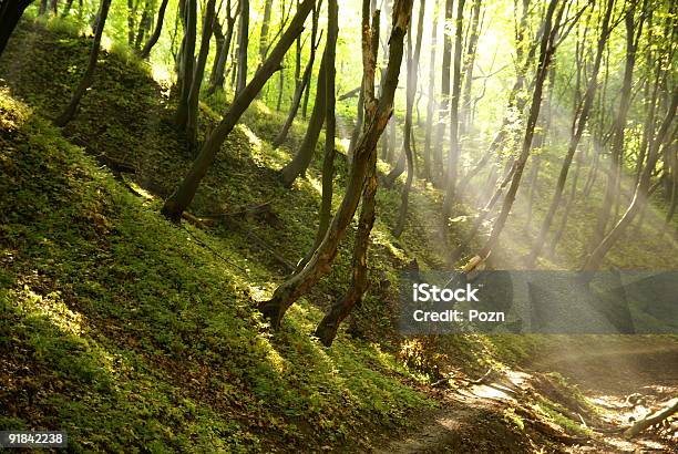 Morning Stock Photo - Download Image Now - Backgrounds, Beauty In Nature, Branch - Plant Part