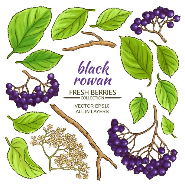 Vector illustration of black rowan elements set