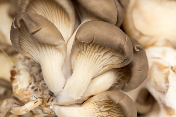 istock Fresh oyster mushrooms in nature 918422994