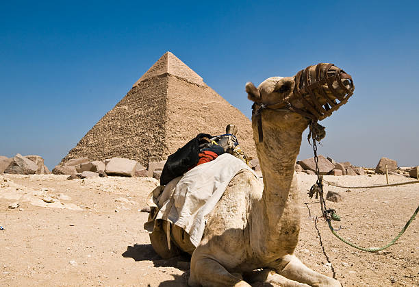 gizé pirâmide e camel - egypt camel pyramid shape pyramid imagens e fotografias de stock