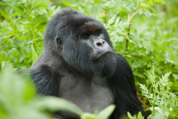 istock Silverback Mountain Gorilla - Volcanoes National Park, Rwanda 91842467