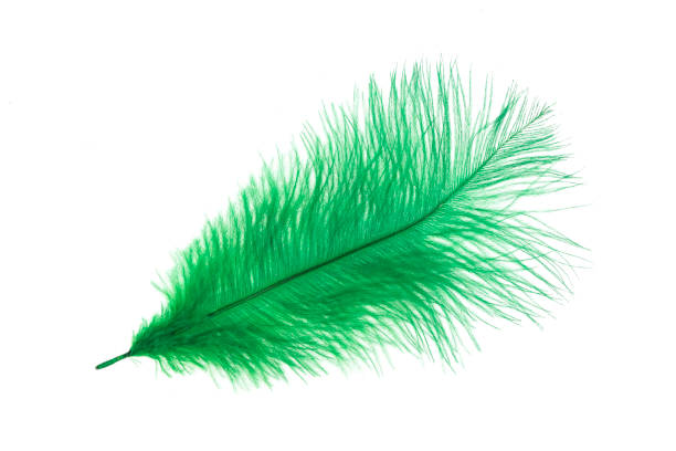 istock decorative fluffy green feather on white isolated background 918425974