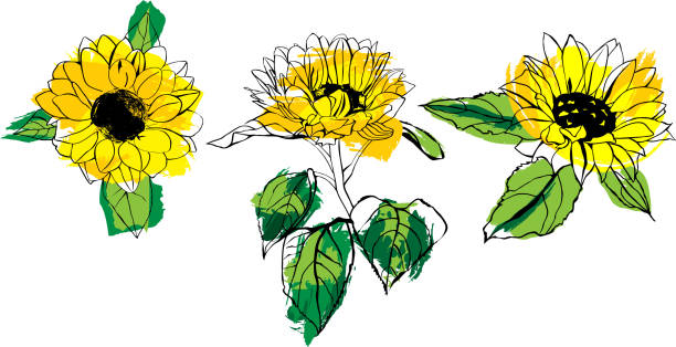 녹색 잎과 노란 해바라기의 벡터 그림의 설정 - sunflower nature environment environmental conservation stock illustrations