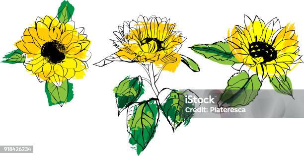 Set Of Vector Drawings Of Yellow Sunflowers With Green Leaves Stock Illustration - Download Image Now