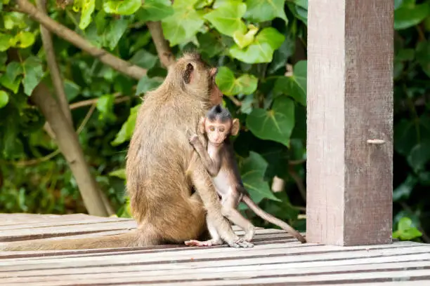 Monkey baby holding mother tightly on wooden board (Long-tailed Macaque, also called Crab-eating Macaque)