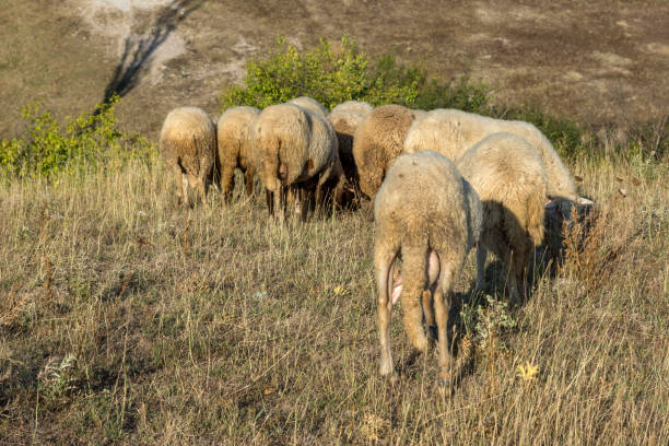 istock Grazing sheep near Rock phenomenon Stone Wedding, Bulgaria 918427490
