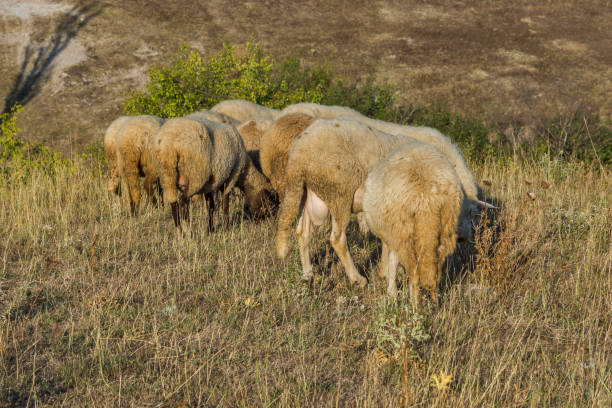 istock Grazing sheep near Rock phenomenon Stone Wedding, Bulgaria 918427558