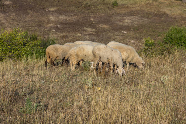 istock Grazing sheep near Rock phenomenon Stone Wedding, Bulgaria 918427562