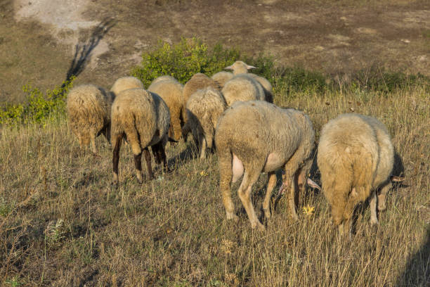 istock Grazing sheep near Rock phenomenon Stone Wedding, Bulgaria 918427566
