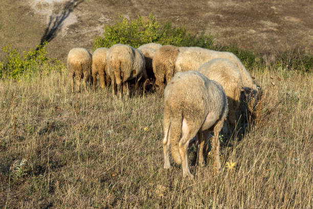 istock Grazing sheep near Rock phenomenon Stone Wedding, Bulgaria 918427618