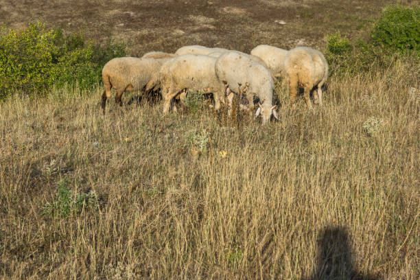 istock Grazing sheep near Rock phenomenon Stone Wedding, Bulgaria 918427732