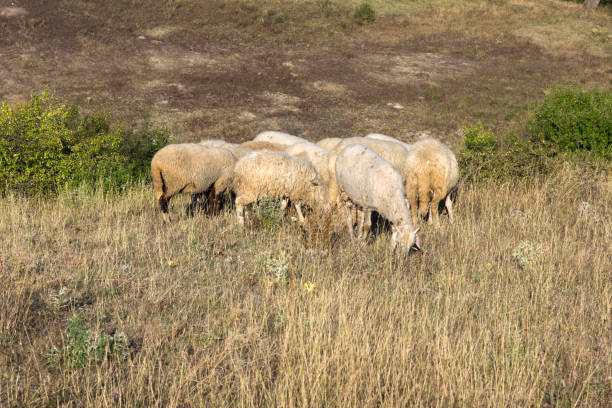 istock Grazing sheep near Rock phenomenon Stone Wedding, Bulgaria 918427826