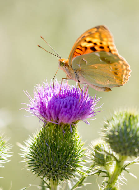 istock Beautiful butterfly in the wild on a plant 918427940