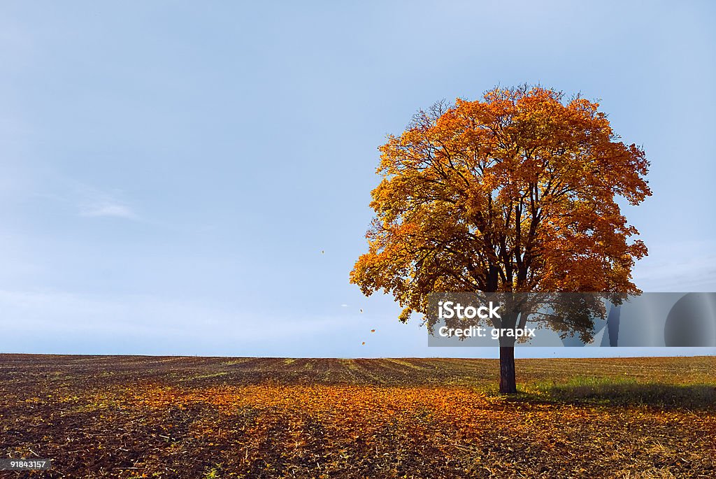 Fallen Blätter - Lizenzfrei Baum Stock-Foto