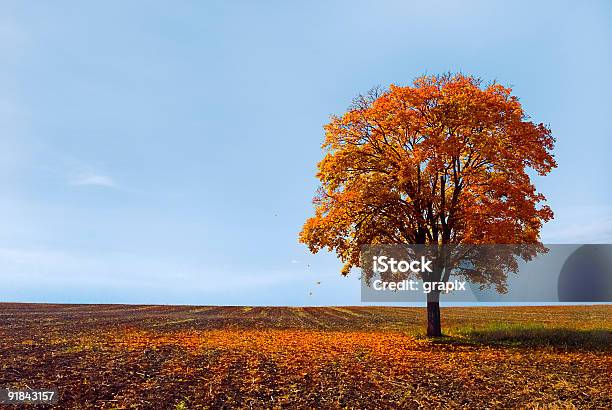 Fallen Blätter Stockfoto und mehr Bilder von Baum - Baum, Blatt - Pflanzenbestandteile, Blau