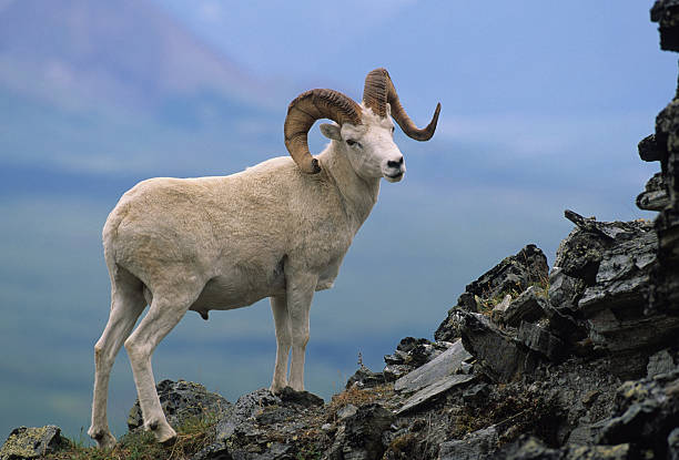 trophy weißflanken ram - bighorn sheep stock-fotos und bilder
