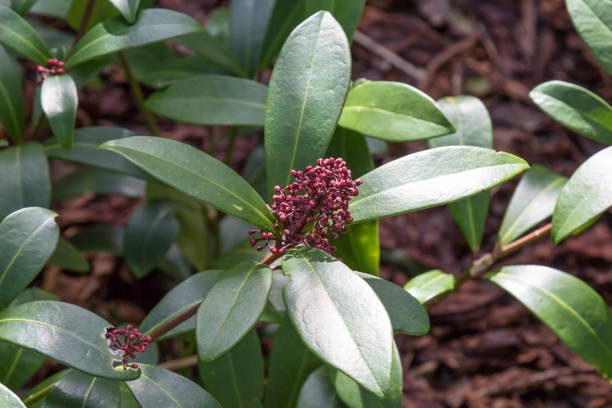 Winter foliage in a Sussex garden