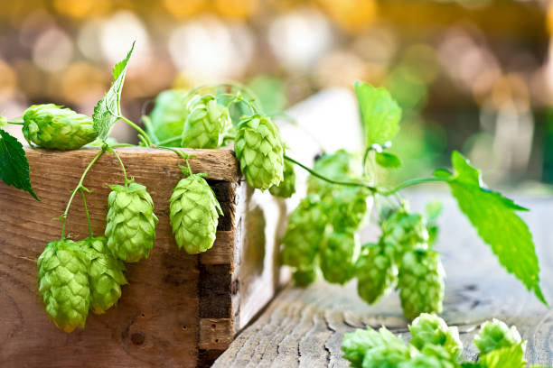 still life with hop cones in the farm taken by RAW spicery stock pictures, royalty-free photos & images