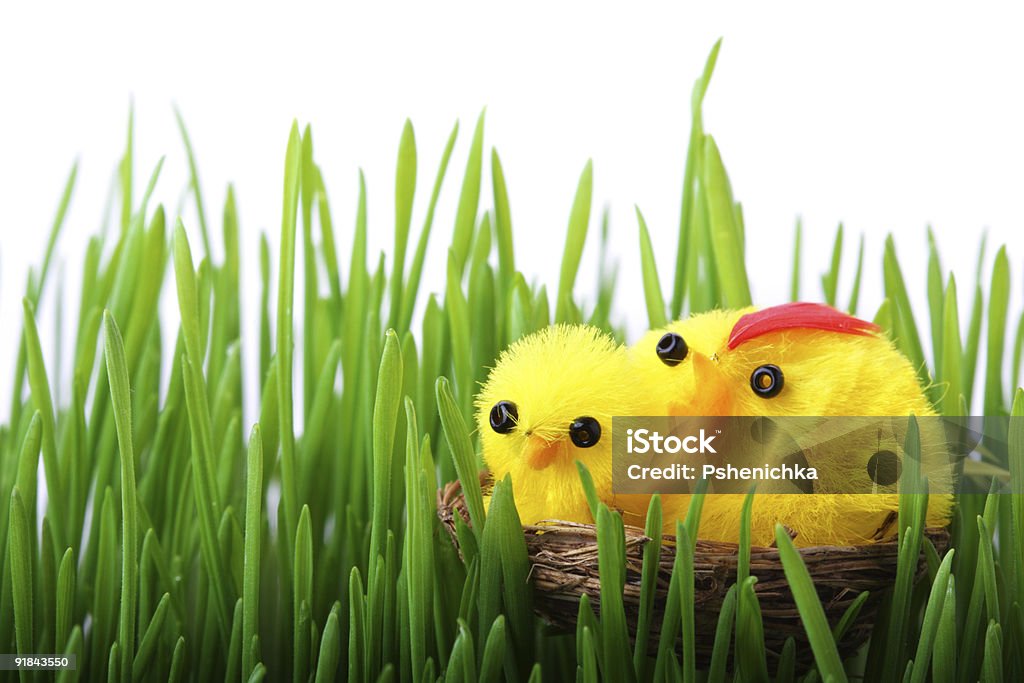 Ragazze di Pasqua in erba - Foto stock royalty-free di Animale