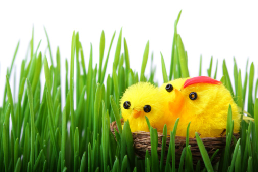 Easter chicks in the grass