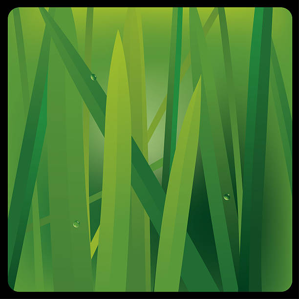 Grass vector art illustration