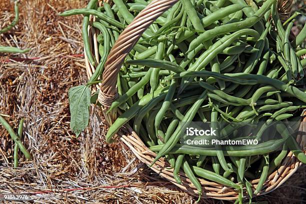 Foto de Hay 2038 Cesta De Feijão e mais fotos de stock de Agricultura - Agricultura, Alimentação Saudável, Cesto