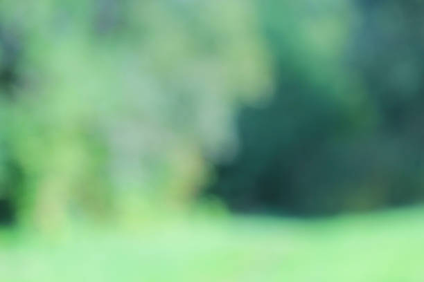 istock Light shining on tree leaves. Booked Blur Abstract Background. Green leaves Summer Spring Background. Focus Bokeh Background. 918442896