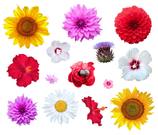 istock Flowers set isolated on white background 918442904