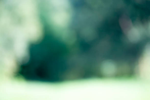istock Light shining on tree leaves. Booked Blur Abstract Background. Green leaves Summer Spring Background. Focus Bokeh Background. 918442924