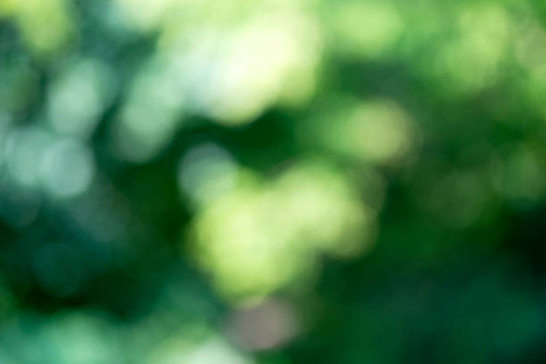 istock Light shining on tree leaves. Booked Blur Abstract Background. Green leaves Summer Spring Background. Focus Bokeh Background. 918443004