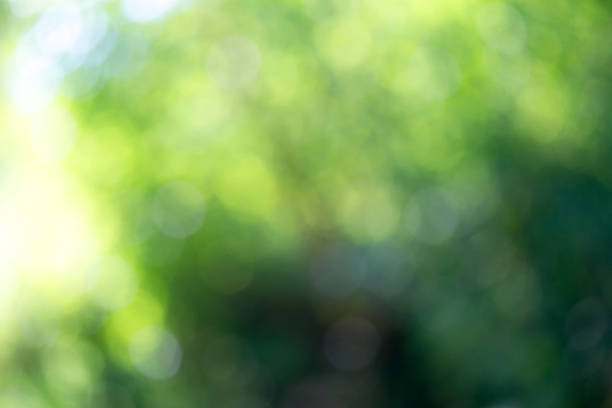 istock Light shining on tree leaves. Booked Blur Abstract Background. Green leaves Summer Spring Background. Focus Bokeh Background. 918443028