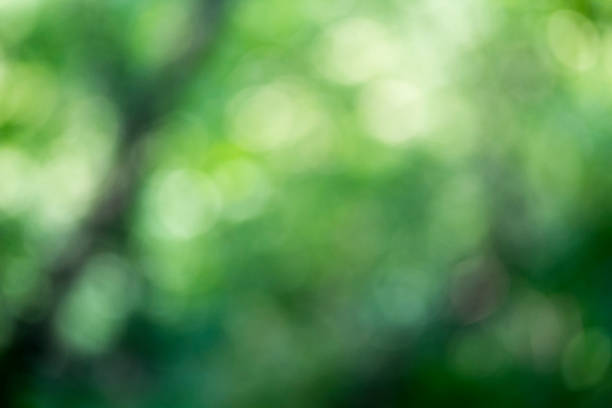 istock Light shining on tree leaves. Booked Blur Abstract Background. Green leaves Summer Spring Background. Focus Bokeh Background. 918443174