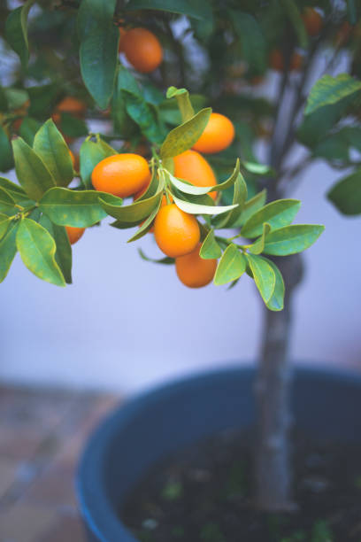 istock Kumquat Fruit on Garden Terrace at Blue Hour 918443226