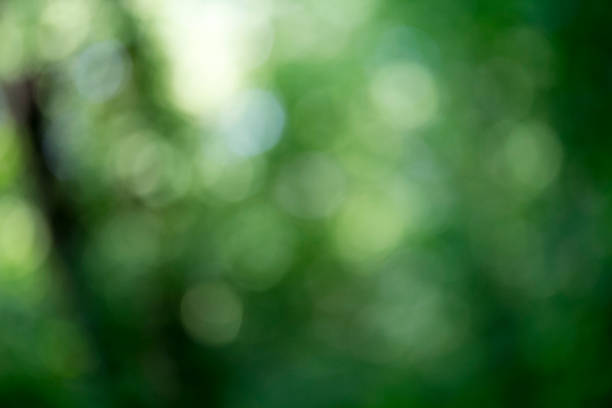 istock Light shining on tree leaves. Booked Blur Abstract Background. Green leaves Summer Spring Background. Focus Bokeh Background. 918443258
