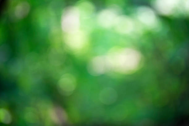 istock Light shining on tree leaves. Booked Blur Abstract Background. Green leaves Summer Spring Background. Focus Bokeh Background. 918443540