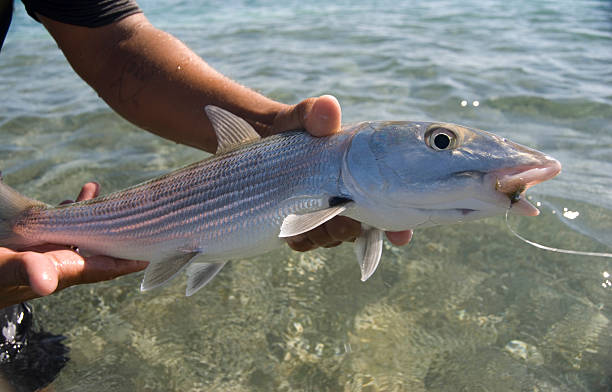 banane de mer - bonefish photos et images de collection