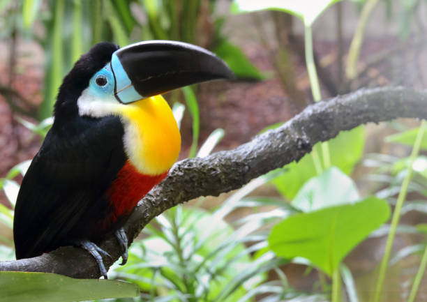istock Toucan bird (Ramphastos citrolaemus)  in the forest. 918443932