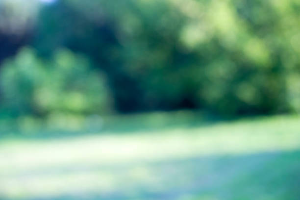 istock Light shining on tree leaves. Booked Blur Abstract Background. Green leaves Summer Spring Background. Focus Bokeh Background. 918443952