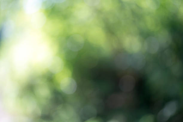 istock Light shining on tree leaves. Booked Blur Abstract Background. Green leaves Summer Spring Background. Focus Bokeh Background. 918443984