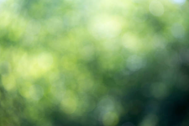 istock Light shining on tree leaves. Booked Blur Abstract Background. Green leaves Summer Spring Background. Focus Bokeh Background. 918444016