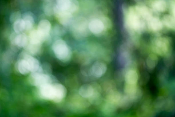 istock Light shining on tree leaves. Booked Blur Abstract Background. Green leaves Summer Spring Background. Focus Bokeh Background. 918444038