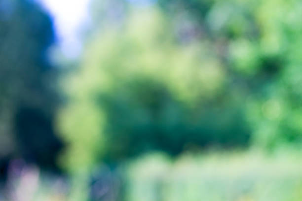 istock Light shining on tree leaves. Booked Blur Abstract Background. Green leaves Summer Spring Background. Focus Bokeh Background. 918444148